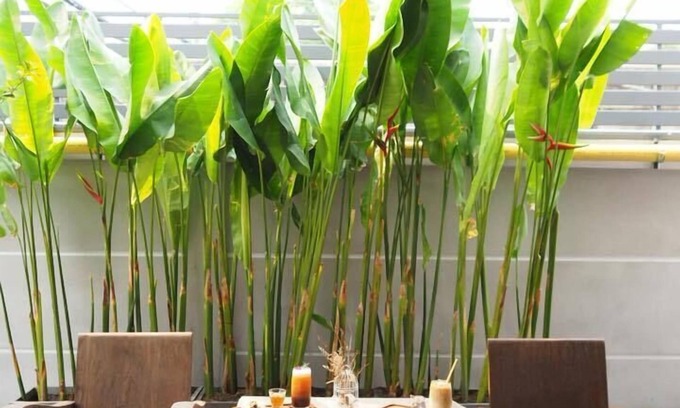 Pa Tan Hotel | Jowa Hotel