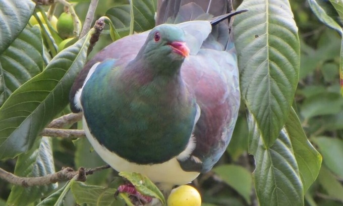 Tawharanui Cabaña | Casa rural Kereru, entorno tranquilo, cerca de la playa de Baddeleys, Tawharanui