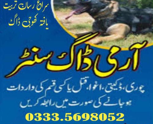 Jhang Sadar Otro | Khoji Dog Center Jhang