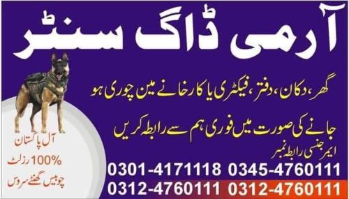 Punjab Casa | Khoji Dog Center Mianwali