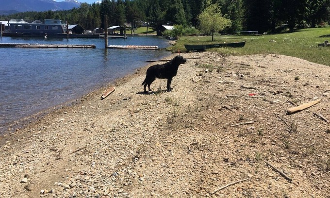 Proctor Cabina | Kootenay Lake Cottage en la playa-Pet Friendly-Sleeps 4