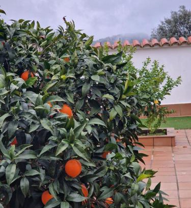Zafra Old Town Apartamento | La casa del patio ATBA00260