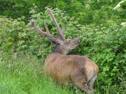 Campan Chalet De Esquí | La coume du cerf