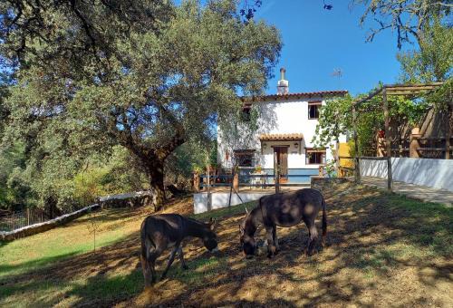 Jabugo Casa | La Encina Casa Rural