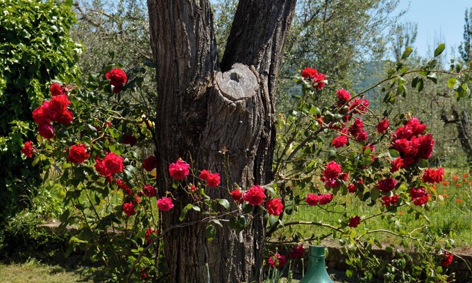 Bolsena Otro | La Fraschetta