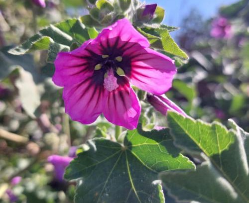 Ostia Antica Apartamento | La Malva
