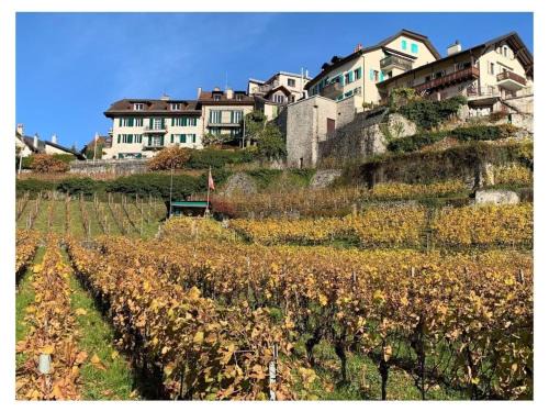 Montreux Casa | La Vigneronne, Tuin