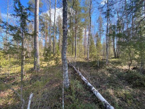 Oravi Otro | Lammassaari