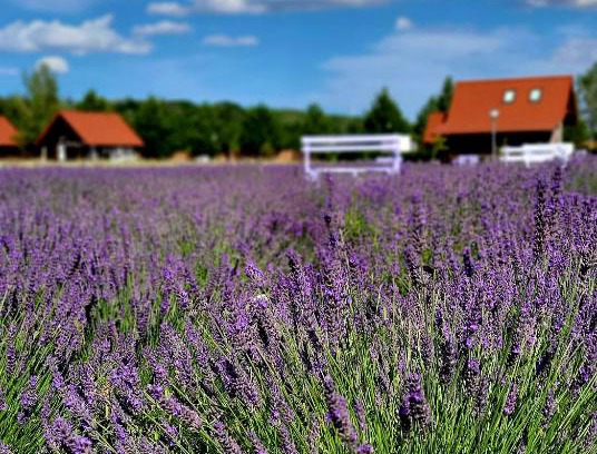 Ustka Casa | Lawendowy Zakątek Machowino- Domek Grosso