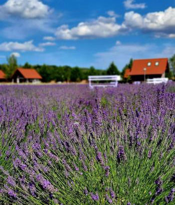 Ustka Casa | Lawendowy Zakątek Machowino- Domek Blue Scent