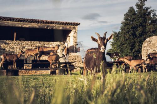 Sivergues Casa | Le Domaine du Castellas