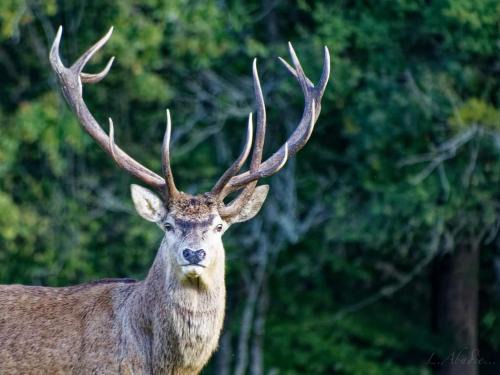 Le Houga Casa | Le Logis de la Ferme aux Cerfs