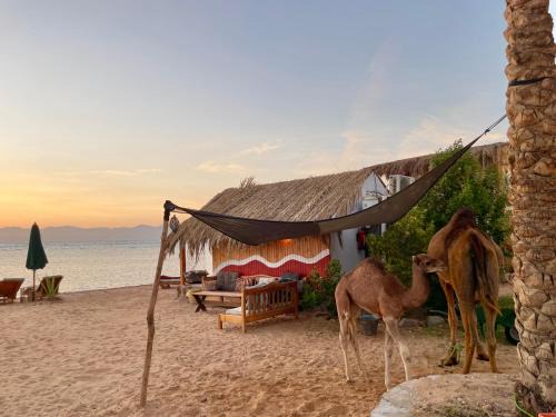 Nuweiba Otro | Live the bedouinlife