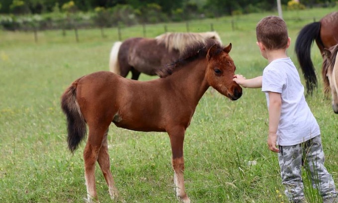 Bargemon Apartamento | Logement atypique - Chevaux Miniatures Rhéa Horses