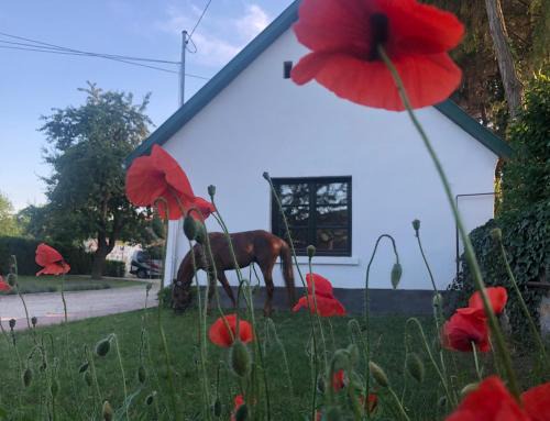 Piliscsaba Apartamento | Lovas Udvarház Ezüst Zabla Apartman Piliscsaba