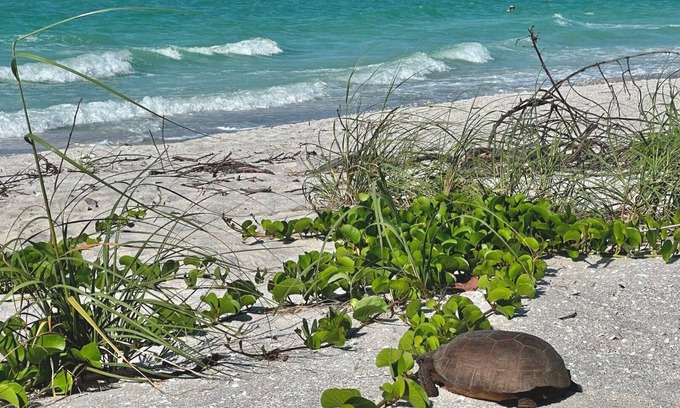 Sanibel Condominio | Disfrute de Sanibel en lujoso lujo a solo unos pasos del Golfo, ¡con una cabaña privada!