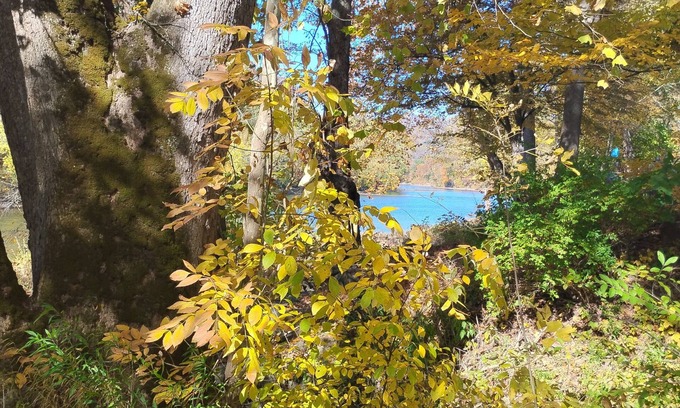 Greenbrier River Cabina | Magical cabin in the midst of a pawpaw patch on the bank of the Greenbrier River