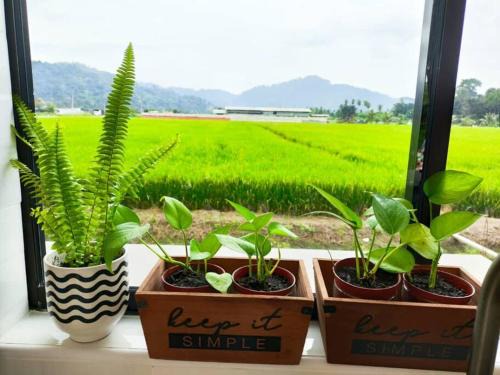 Kampung Terang Casa | Mai Paddy Cottage, Balik Pulau