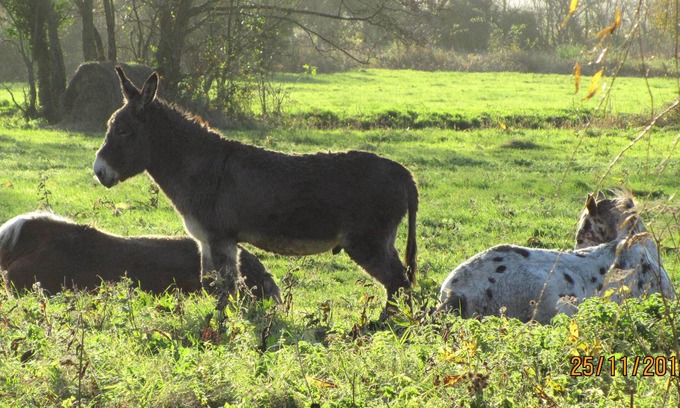 Robehomme Casa | Maison de Campagne Tout Confort 7 Personnes, Proximité Cabourg