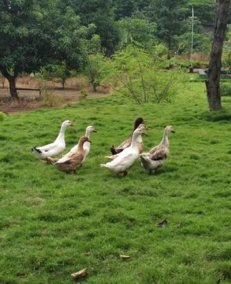 Shahapur Casa | Mars Agro Farm - Shahapur