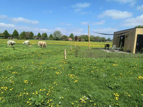 Schijf Cabina | Natuurhuisje 't Hoogbos - Weidezicht