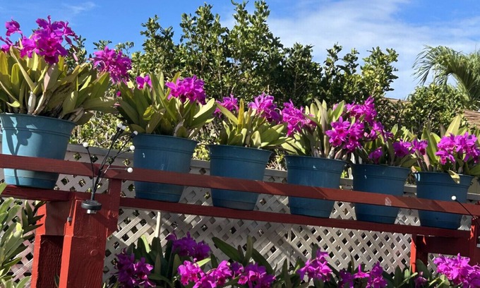 Kapolei Casa | Oceanview Mins to Beach and Golf Yard Grill Board Games