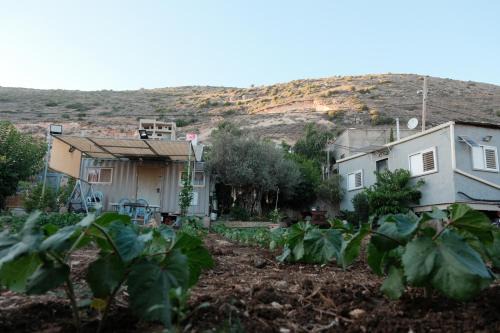 Majd el Kurum Otro | Olive tiny house