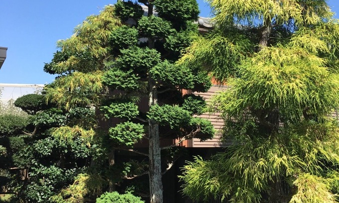 Kamagaya Casa | Open house - Green Pine House / Kamagaya Chiba