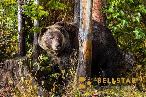 Golden Cabina | Palliser Lodge — Bellstar Hotels & Resorts