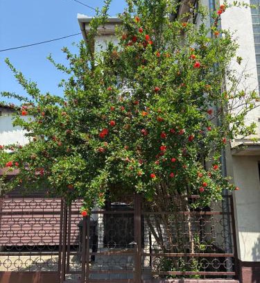 Kikinda Apartamento | Peaceful home Suvacha