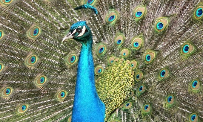 Disston Heights Casa | Peacock Paradise with Pool & Wild Peacocks 🦚🌴🌞