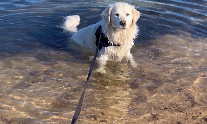 Safety Beach Cabaña | Pet Friendly 2 min walk to Beach, Shops, 5 min walk to Dog Beach Tassells Cove