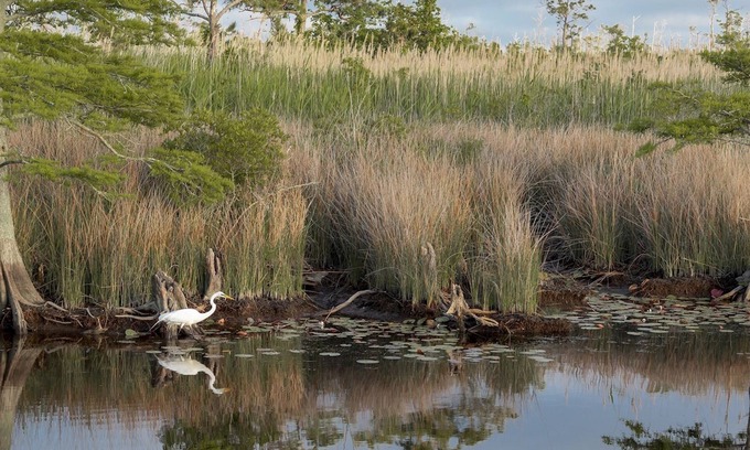 Coinjock Cabaña | Pet-Friendly Cottage in Amenity-Filled Currituck Sound Campground (J04)