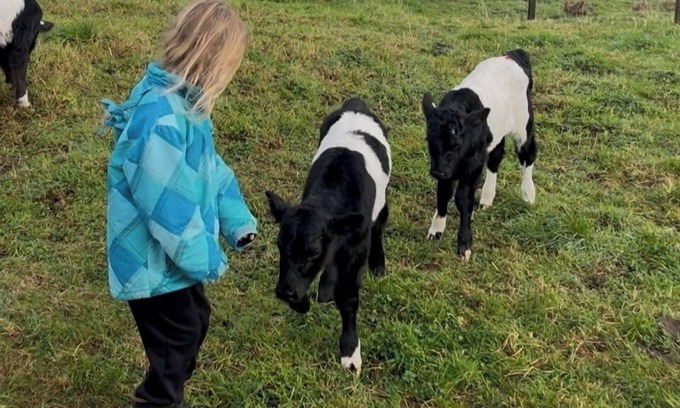 Papakura Otro | Pet Friendly Rural Paradise