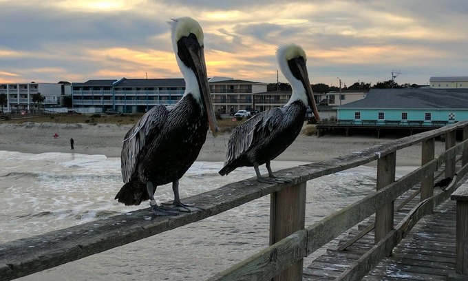 Kure Beach Casa | Se aceptan mascotas con piscina