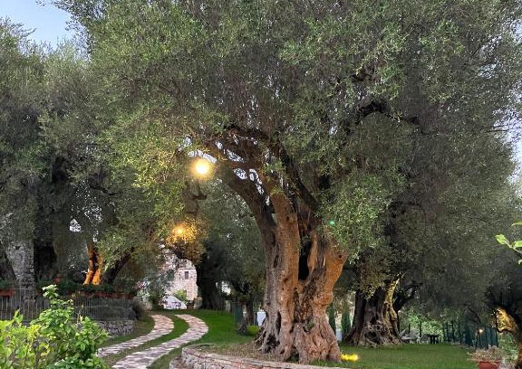 Bosco Casa | Pie' d'Ulivo