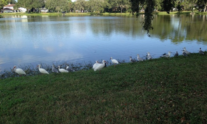 St. Petersburg - Clearwater Cabaña | Encanto del lago Pasadena en una cabaña privada de estudio