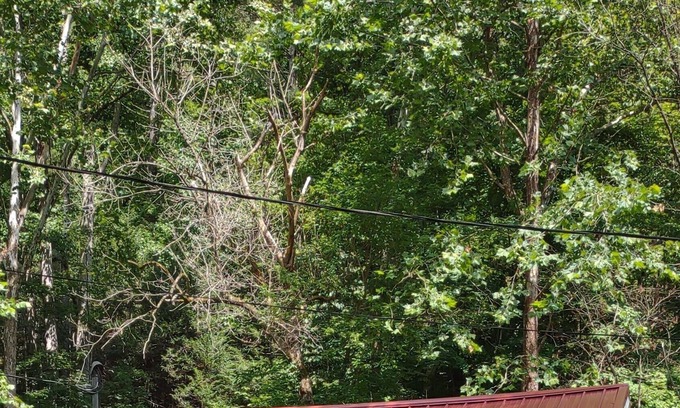 True Cabina | Quaint 1 Bedroom Retreat Cabin by the Creek