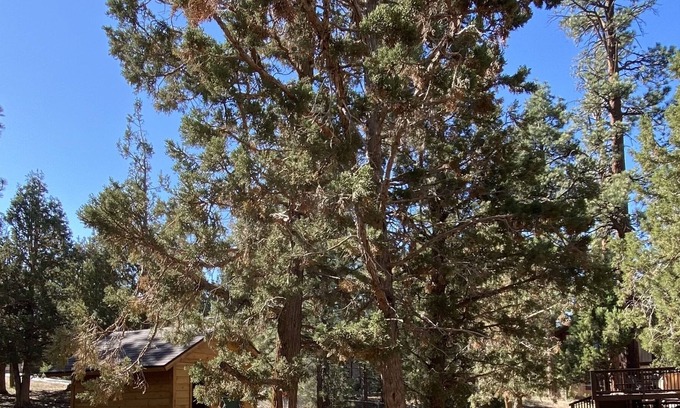 Big Bear Cabina | Quiet Cabin Retreat with quick access to Hwy 38 to Redlands and Lucerne Valley.