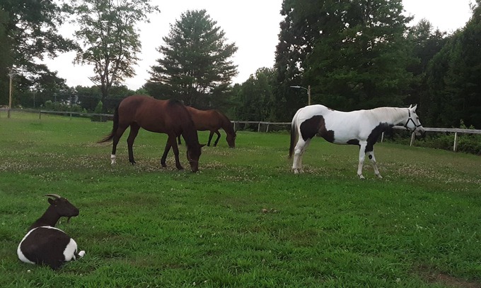 Morganton Otro | Tranquilo, 3 dormitorios, retiro de granja de caballos