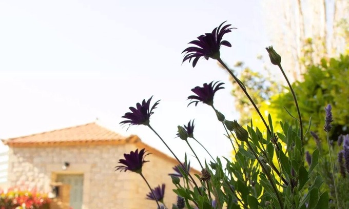 Lefktron Villa | 3372 Premier Residence | Garden View [65 m²]