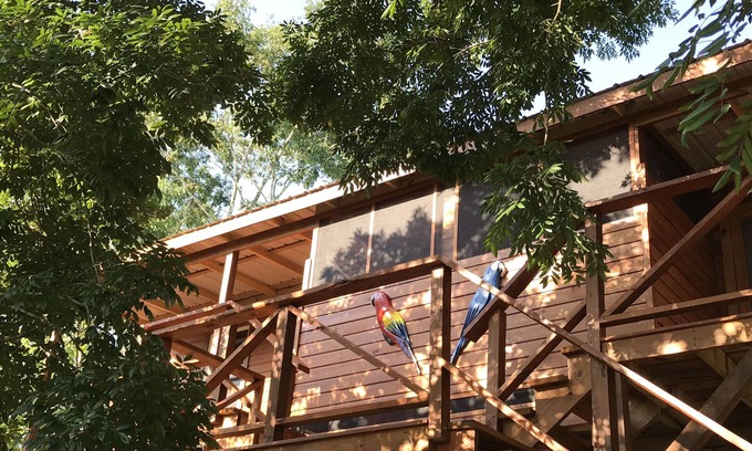 Mount Hope Apartamento | Red Parrot - nueva casa famosa dentro de la naturaleza