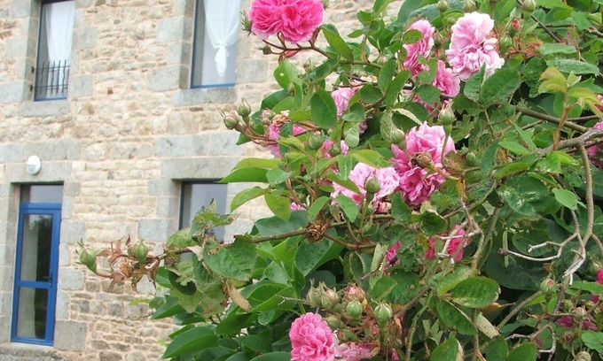 Pedernec Casa | Reinette d'Armorique