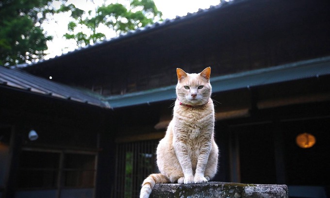 Tenryu Casa | Rental 100yearold beautiful heathered house M - Whole building rental / Hamamatsu Shizuoka