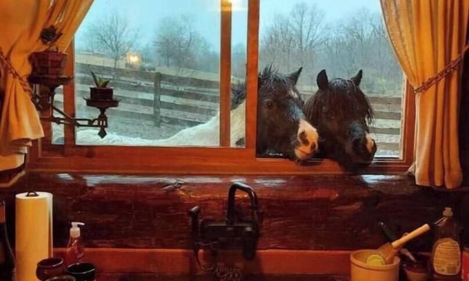Dewart Casa | Rustic Luxury w/Horses-Historic Whiskey Distillery