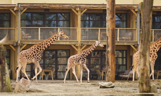 Hilvarenbeek Hotel | Safari Hotel Beekse Bergen