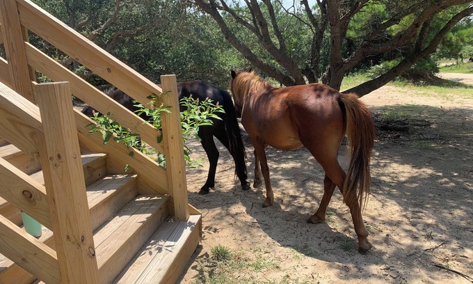 Carova Beach Casa | Sandy Adventures! Third row from the ocean! Wild Horses roam the area- Carova