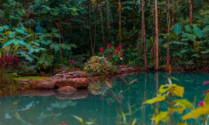 Valle Azul Cama Y Desayuno | Santuario de Ranas Valle Azul