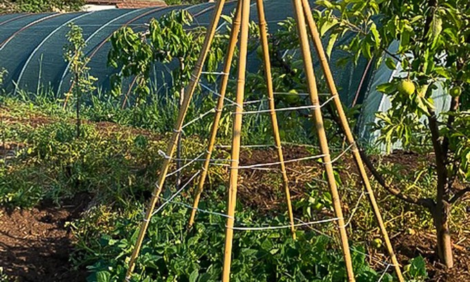 Vojvodina Otro | Serbian Farmhouse with vegetable & fruit garden