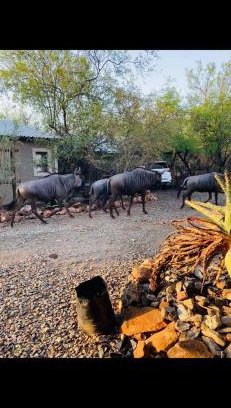 Marloth Park Cabina | Shiringa kruger lodge